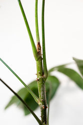 Trevesia burckii
